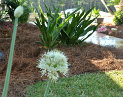 2013 Fall Mulching with Pine Straw