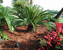 Pine Mulch Spring Application