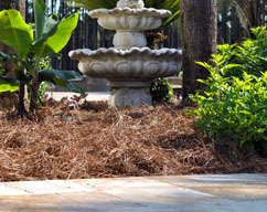 pine needle straw as organic mulch