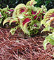 pinestraw benefits as natural garden mulch