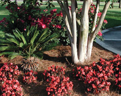 wholesale pine straw gardening tips